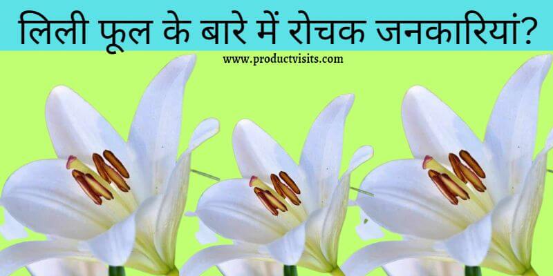 lily flower in Hindi