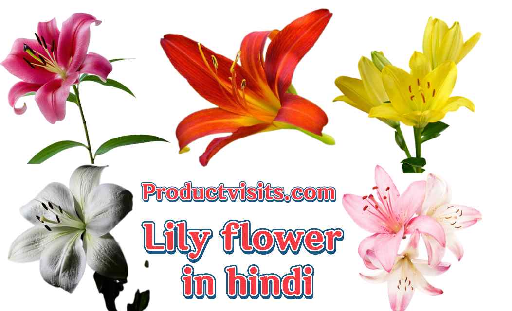 Lily flower in hindi