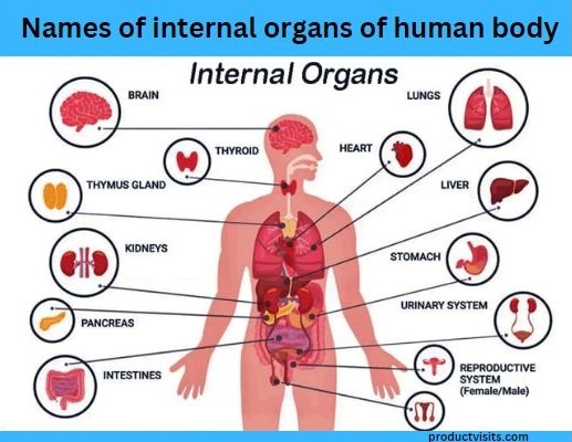 Body parts name in hindi and english
