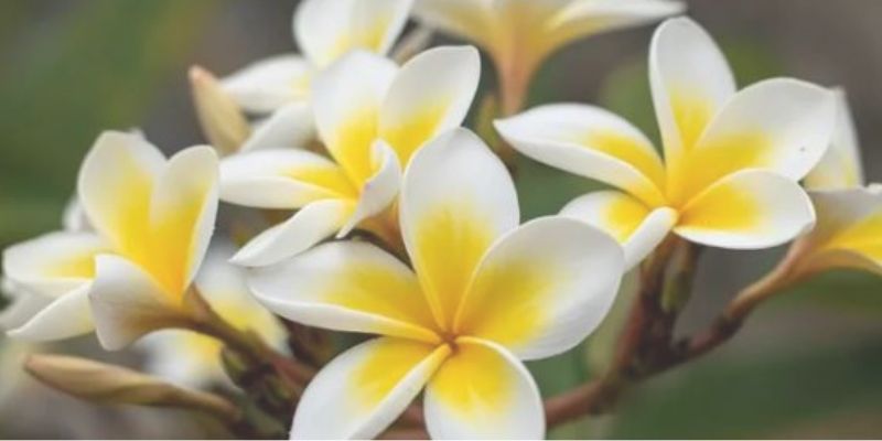 Keiki ka phool
