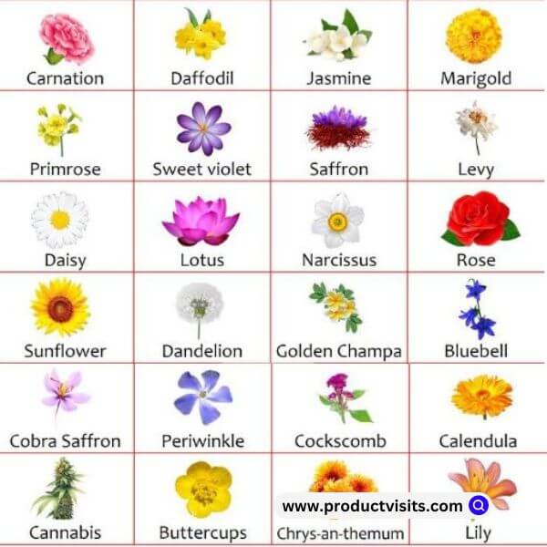 Flowers Name In Hindi