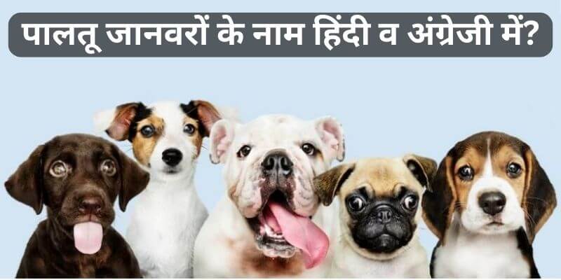 Domestic Animals Name In Hindi